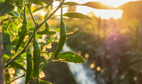 History of Green chilies